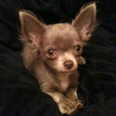 Chihuahua Kaloo
