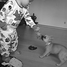 Chihuahua Aimee's Diesel-solgt feb 12
