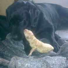 Blanding af racer Unavngivet. R.I.P. 