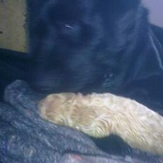 Blanding af racer Unavngivet. R.I.P. 