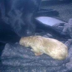 Blanding af racer Unavngivet. R.I.P. 