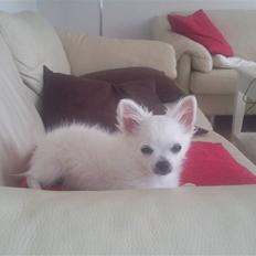 Chihuahua Miley
