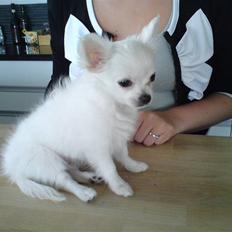 Chihuahua Miley