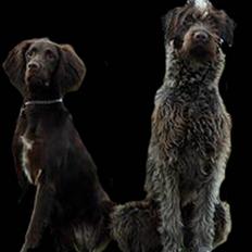 Ruhåret hønsehund Floyd 1997-2010