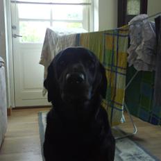 Labrador retriever Monty af Keis