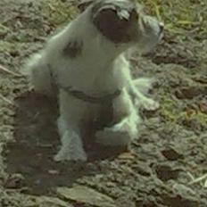 Jack russell terrier Pjevs