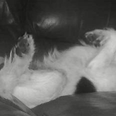 Jack russell terrier Pjevs
