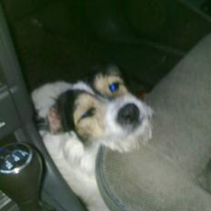 Jack russell terrier Pjevs