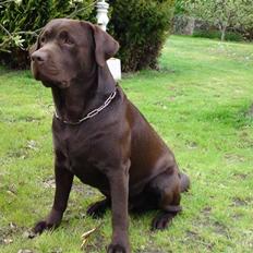 Labrador retriever Walder