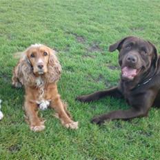 Labrador retriever Walder