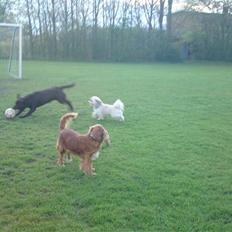 Labrador retriever Walder