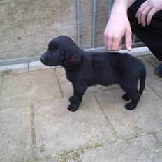 Flat coated retriever Champ - "Hugo"