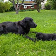 Flat coated retriever Champ - "Hugo"