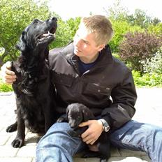 Flat coated retriever Champ - "Hugo"