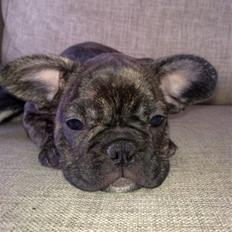 Fransk bulldog Emma