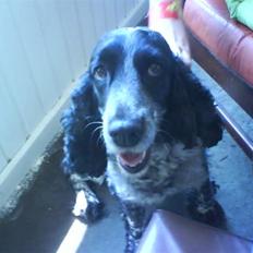 Cocker spaniel Ofelia