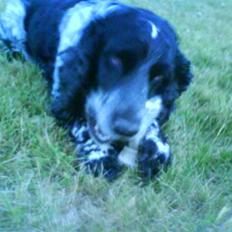 Cocker spaniel Ofelia