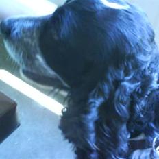 Cocker spaniel Ofelia