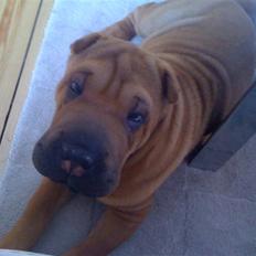 Shar pei Birger