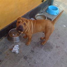 Shar pei Birger