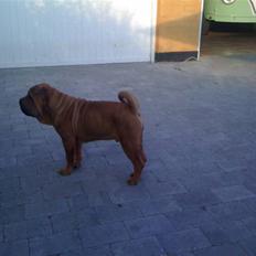 Shar pei Birger