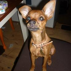 Dvaergpinscher Charlie Brown
