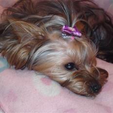 Yorkshire terrier Trille