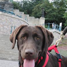 Labrador retriever Molly 
