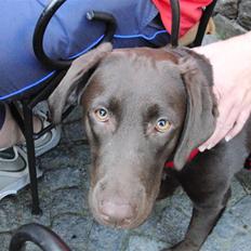 Labrador retriever Molly 