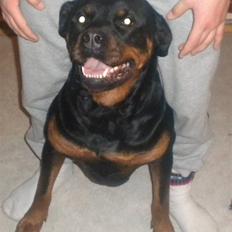 Rottweiler mille R.I.P