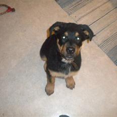 Rottweiler mille R.I.P