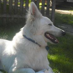 Hvid schæfer Tjalfe