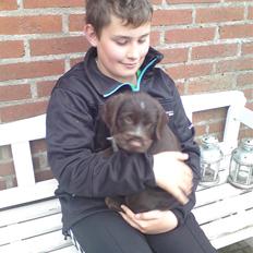 Ruhåret hønsehund Buster.