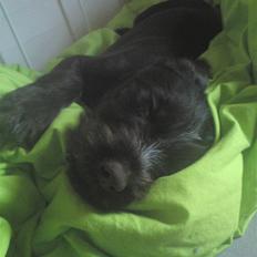 Ruhåret hønsehund Buster.