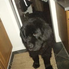 Newfoundlænder Basse(søger hun til avl)