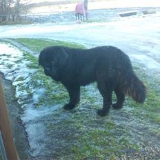 Newfoundlænder Basse(søger hun til avl)