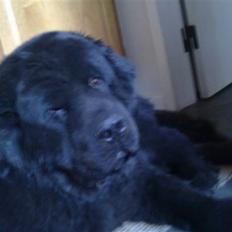 Newfoundlænder Basse(søger hun til avl)