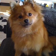 Pomeranian Topsys Cleo