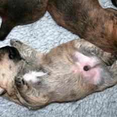 Cairn terrier Faxe (Aurikels Wimsey)