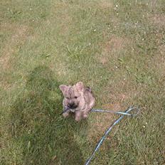 Cairn terrier Faxe (Aurikels Wimsey)