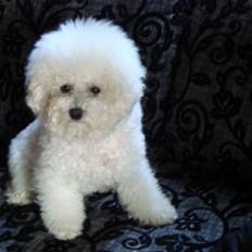 Bichon à poil frisé ZIMBA