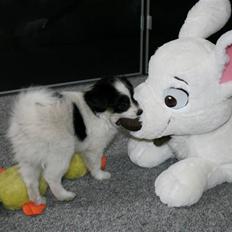 Blanding af racer Chico