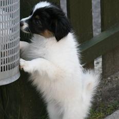 Blanding af racer Chico