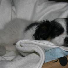 Blanding af racer Chico