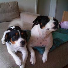 Blanding af racer Vaks