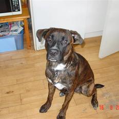 Blanding af racer Tiger Himmelhund