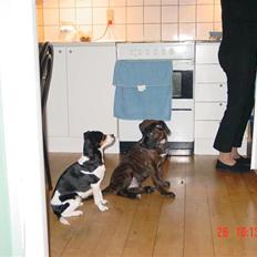 Blanding af racer Tiger Himmelhund