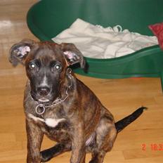 Blanding af racer Tiger Himmelhund