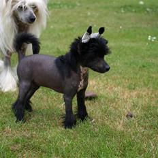 Chinese crested hårløs "CANDICE" 