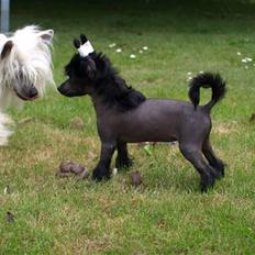 Chinese crested hårløs "CANDICE" 